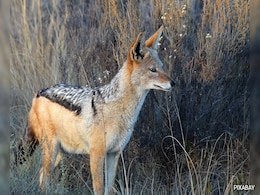 Villagers Kill Jackal After It Attacks More Than A Dozen People In UP Villagers Kill Jackal After It Attacks More Than A Dozen People In UP