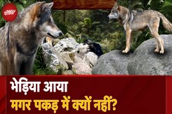 Wolf Attack Bahraich: बहराइच से सीतापुर तक भेड़ियों के बढ़ते कहर की इनसाइड स्टोरी Wolf Attack Bahraich: बहराइच से सीतापुर तक भेड़ियों के बढ़ते कहर की इनसाइड स्टोरी