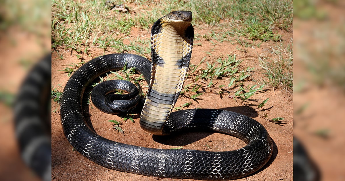 animals-that-kill-most-venomous-snakes