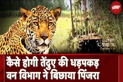 Hapur Leopard News: कैसे होगी तेंदुए की धड़पकड़, Forest Department ने बिछाया पिंजरा Hapur Leopard News: कैसे होगी तेंदुए की धड़पकड़, Forest Department ने बिछाया पिंजरा