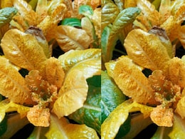 Scientists Add 30 Times More Vitamin A To Leafy Greens With The New 'Golden Lettuce'