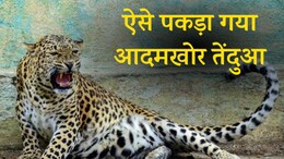 क्या है वो 'देसी तकनीक' जिसमें फंसकर पकड़ा गया उदयपुर का आदमखोर तेंदुआ?&nbsp;