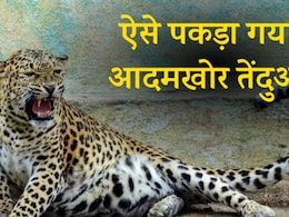 क्या है वो 'देसी तकनीक' जिसमें फंसकर पकड़ा गया उदयपुर का आदमखोर तेंदुआ? 