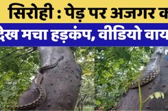Sirohi : पेड़ पर अजगर को देख मचा हड़कंप, Video Viral