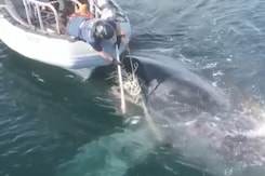 Humpback Whale Entangled In Fishing Gear Rescued In British Columbian Waters Humpback Whale Entangled In Fishing Gear Rescued In British Columbian Waters