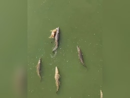 वडोदरा की बाढ़ में दिखा मगरमच्छों का झुंड, मवेशी को जबड़े में दबाकर खिलौने की तरह खींच ले गए वडोदरा की बाढ़ में दिखा मगरमच्छों का झुंड, मवेशी को जबड़े में दबाकर खिलौने की तरह खींच ले गए