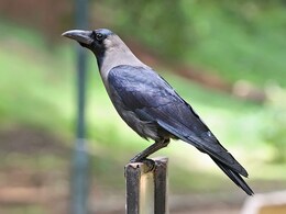 पितृपक्ष सुरू पण कावळे कुठं आहेत? राज्यातील धक्कादायक परिस्थितीचा Ground Report