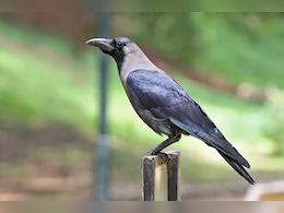 Pitru Paksha 2024: पितृ पक्ष पर कौओं के इन संकेतों से समझें अपने पूर्वजों का संदेश 