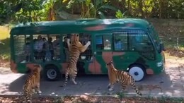 tourist News: रणथंभौर में 1 अक्टूबर से नए पर्यटन सत्र का आगाज, फिर दिखेगी बाघों की अठखेलियां,जाने कैसे करें बुकिंग&nbsp;