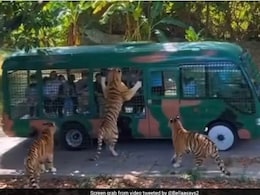 tourist News: रणथंभौर में 1 अक्टूबर से नए पर्यटन सत्र का आगाज, फिर दिखेगी बाघों की अठखेलियां,जाने कैसे करें बुकिंग 