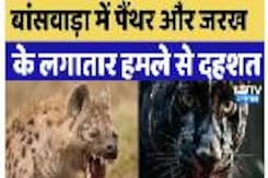 Banswara में Panther and Jarakh के लगातार हमले से दहशत