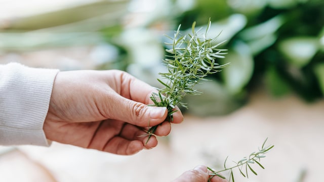 Rosemary is rich in antioxidants