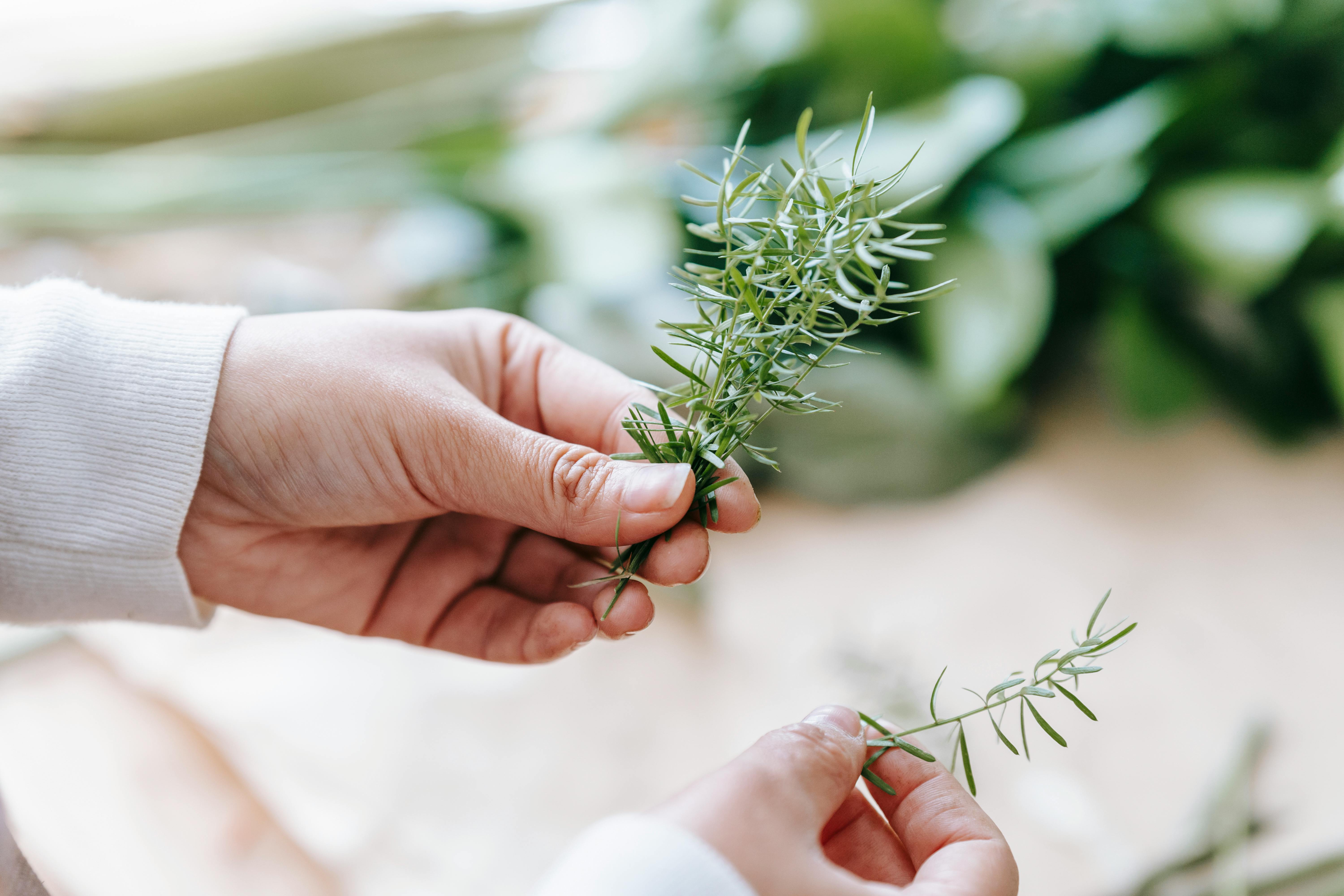 Rosemary is rich in antioxidants