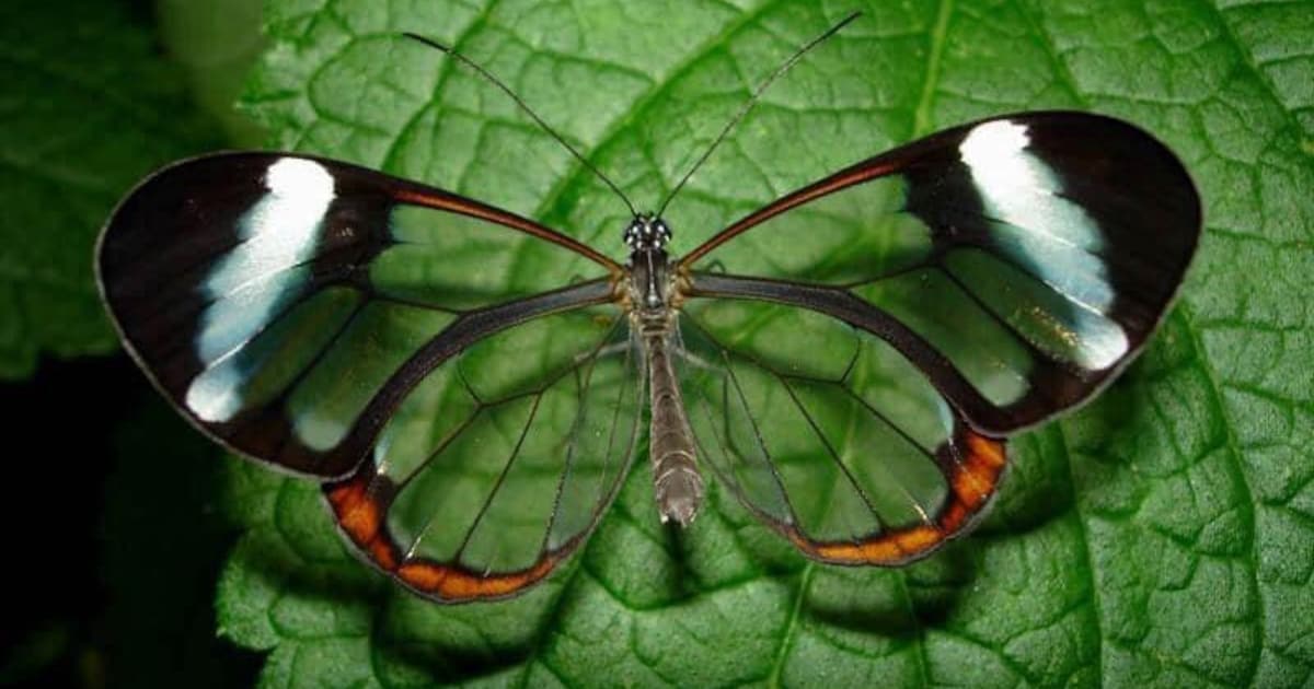 Popular Pretty Insects Prettiest Insects In The World