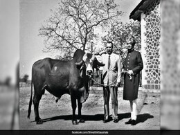 How India's 'Krishna' Bull Revolutionised Brazil's Dairy Industry How India's 'Krishna' Bull Revolutionised Brazil's Dairy Industry