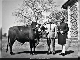इस भारतीय सांड की वजह से ब्राजील के दूध उत्पादन में आई बड़ी क्रांति, 1960 में भावनगर के राजा ने दिया था ये खास तोहफा इस भारतीय सांड की वजह से ब्राजील के दूध उत्पादन में आई बड़ी क्रांति, 1960 में भावनगर के राजा ने दिया था ये खास तोहफा