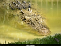 7-Foot Alligator Bites Elderly Woman While She Was Walking Her Dog In US 7-Foot Alligator Bites Elderly Woman While She Was Walking Her Dog In US