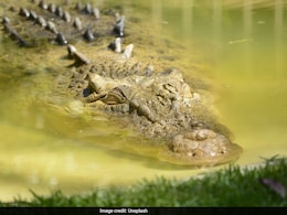 कुत्ते को घुमाने निकली थी 84 साल की बुजुर्ग महिला, अचानक पानी में से निकल आया 7 फीट लंबा मगरमच्छ और फिर... कुत्ते को घुमाने निकली थी 84 साल की बुजुर्ग महिला, अचानक पानी में से निकल आया 7 फीट लंबा मगरमच्छ और फिर...