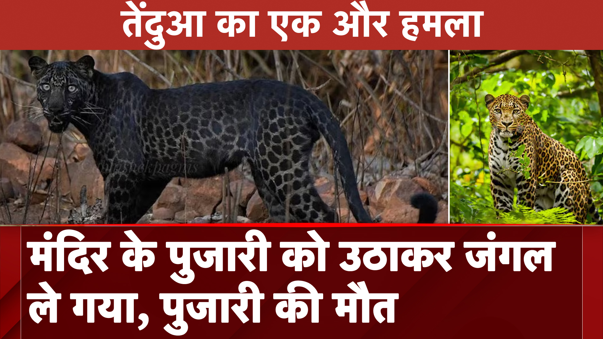 Udaipur Panther Attack: मंदिर के पुजारी को उठाकर जंगल ले गया, पुजारी की मौत
