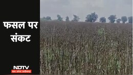 MP में यदि नहीं थमी बारिश तो नष्ट हो जाएगी तिल और उड़द की फसल, बंपर उत्पादन की उम्मीद...