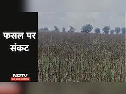 MP में यदि नहीं थमी बारिश तो नष्ट हो जाएगी तिल और उड़द की फसल, बंपर उत्पादन की उम्मीद...