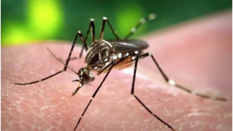 Dengue Fever: बदलते मौसम में तेजी से बढ़ रहे हैं डेंगू के मामले, जानें कारण, लक्षण और उपचार