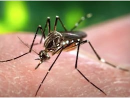Dengue Fever: बदलते मौसम में तेजी से बढ़ रहे हैं डेंगू के मामले, जानें कारण, लक्षण और उपचार Dengue Fever: बदलते मौसम में तेजी से बढ़ रहे हैं डेंगू के मामले, जानें कारण, लक्षण और उपचार