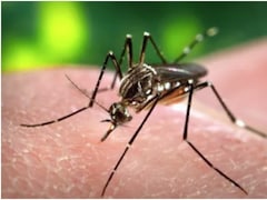 A Fever That Seems Mild At First: How Dengue Symptoms Can Suddenly Worsen