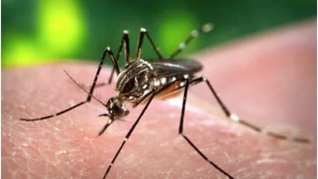 Dengue illustrates how an illness can remain silent in its early phase yet become aggressive later