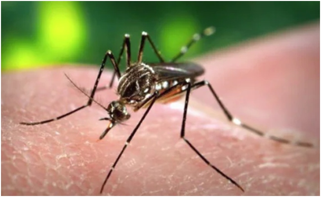 Dengue illustrates how an illness can remain silent in its early phase yet become aggressive later