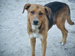 जयपुर में SMS अस्पताल के बाहर इंसान का कटा हुआ पंजा चबाता नजर आया कुत्ता, वीडियो वायरल जयपुर में SMS अस्पताल के बाहर इंसान का कटा हुआ पंजा चबाता नजर आया कुत्ता, वीडियो वायरल