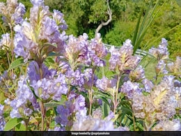 ''Magical": Neelakurinji Flowers Bloom In Nilgiris After 12 Years, Video Goes Viral ''Magical": Neelakurinji Flowers Bloom In Nilgiris After 12 Years, Video Goes Viral