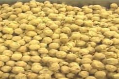 Political Row After Claims That Animal Fat Found In Tirupati Laddoos Political Row After Claims That Animal Fat Found In Tirupati Laddoos