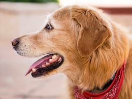 China Man Ordered To Pay Rs 12 Lakh After His Dog Triggers Pregnant Woman's Miscarriage China Man Ordered To Pay Rs 12 Lakh After His Dog Triggers Pregnant Woman's Miscarriage