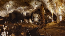 How A Bag Of Cheetos Unleashed Chaos In A Fragile US Cave Ecosystem