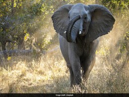 Zimbabwe To Cull 200 Elephants To Feed Its Citizens Amid Drought Zimbabwe To Cull 200 Elephants To Feed Its Citizens Amid Drought