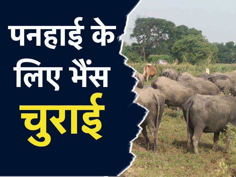 MP: इंसान ही नहीं अब भैंसों की फिरौती से चंबल के बीहड़ में लोग परेशान, ऐसे होता है यहां सौदा