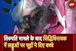 Mouse Found In Siddhivinayak Temple Prasad: प्रसाद की शुद्धता पर उठे सवाल, लड्डुओं पर चूहों ने दिए बच्चे Mouse Found In Siddhivinayak Temple Prasad: प्रसाद की शुद्धता पर उठे सवाल, लड्डुओं पर चूहों ने दिए बच्चे