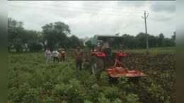 नऊ एकरावरील उभ्या पीकावर शेतकऱ्यानं फिरवला रोटाव्हेटर, म्हणाला मी तर...