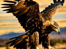 नॉर्वे में 'आदमखोर' बन गया सुनहरा बाज, आसमान से झपट्टा मार 4 को किया घायल, जानिए क्या हुआ