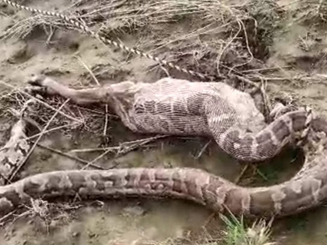 15-Feet Long Python Swallows Baby Nilgai In UP, People Try To Rescue Calf
