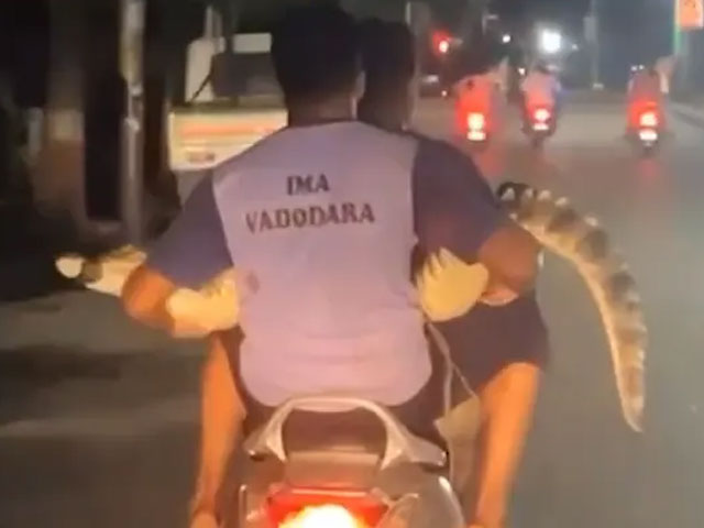 Video: Vadodara Animal Rescuers Tripling On Scooter - With A Crocodile
