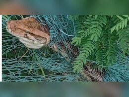 उदयपुर के फार्म हाउस में विशालकाय अजगर पर आ पड़ी आफत, VIDEO देख याद आ जाएगा एनाकोंडा उदयपुर के फार्म हाउस में विशालकाय अजगर पर आ पड़ी आफत, VIDEO देख याद आ जाएगा एनाकोंडा