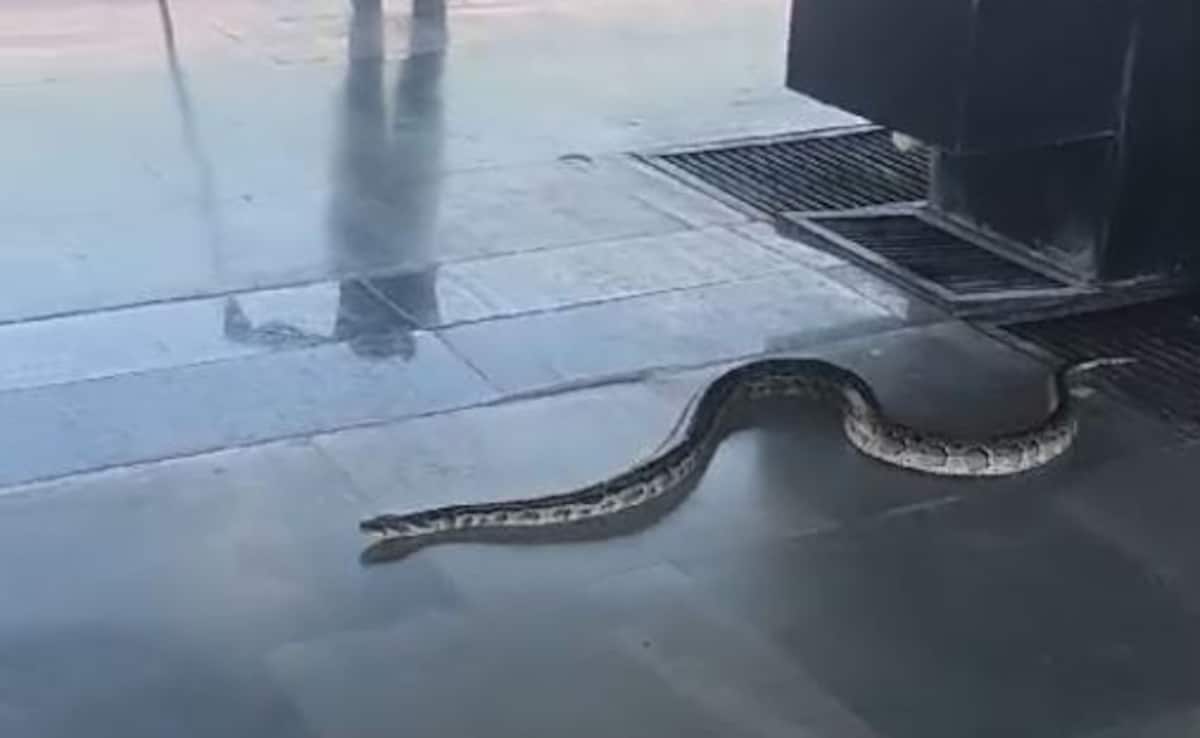 Video: 6-Foot-Long Snake On Platform Causes Panic At Rishikesh Station