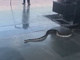 Video: 6-Foot-Long Snake On Platform Causes Panic At Rishikesh Station Video: 6-Foot-Long Snake On Platform Causes Panic At Rishikesh Station