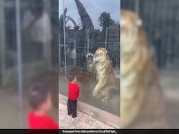 "Newfound Friendship": Tiger's Playful Response To Toddler's 'Paw-Punching' Melts Internet "Newfound Friendship": Tiger's Playful Response To Toddler's 'Paw-Punching' Melts Internet