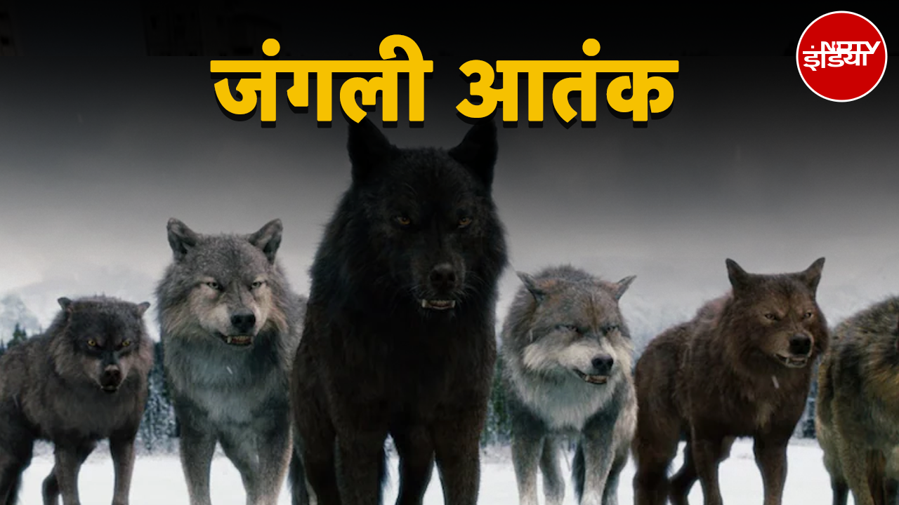 बहराइच के अलावा और किन किन जिलों में फैला आदमखोरों का आतंक? कितनों की ली जान?
