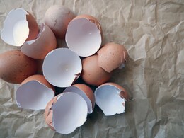 बेकार समझकर फेंकिए नहीं अंडे का छिलका! जानिए इसके ऐसे दिलचस्प इस्तेमाल जो आपको चौंका देंगे