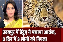Udaipur Leopard Attack: उदयपुर में तेंदुए ने मचाया आतंक, 3 दिन में 3 लोगों को निगला Udaipur Leopard Attack: उदयपुर में तेंदुए ने मचाया आतंक, 3 दिन में 3 लोगों को निगला