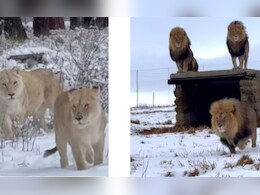 अफ़्रीका में आया दुर्लभ बर्फ़ीला तूफ़ान, बर्फ से भरे मैदान में घूमते नजर आये बब्बर शेर अफ़्रीका में आया दुर्लभ बर्फ़ीला तूफ़ान, बर्फ से भरे मैदान में घूमते नजर आये बब्बर शेर